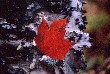 maple leaf